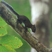 Neotropical Dwarf Squirrels - Photo (c) Ryan O'Donnell, all rights reserved, uploaded by Ryan O'Donnell