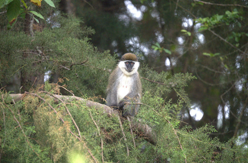 Grivet Monkey