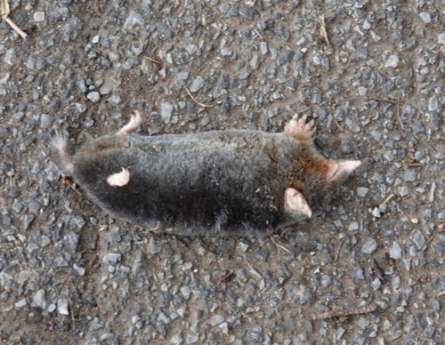 Hairy-tailed Mole observed by chrissy98