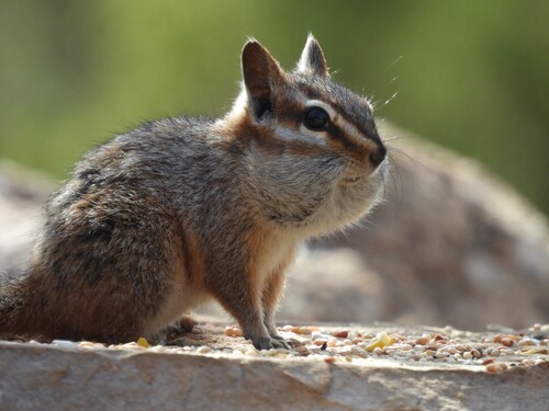 Cliff Chipmunk observed by alice562