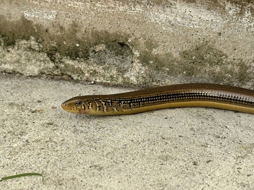 Eastern Glass Lizard observed by deechan-13