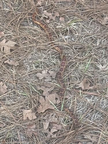 Corn Snake observed by albrigh