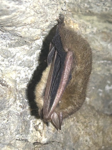 Tricolored Bat observed by oeserjk