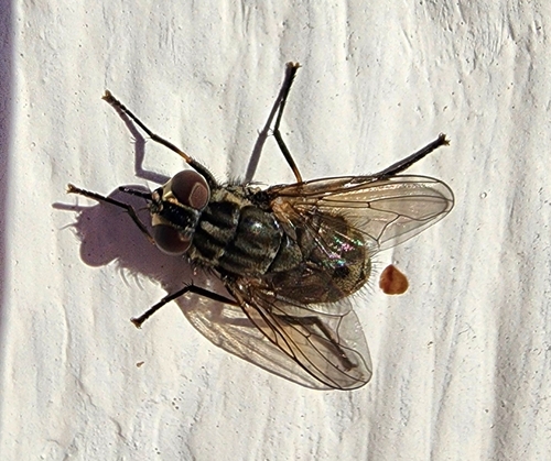 Unknown species found near Mineola, TX 75773, USA