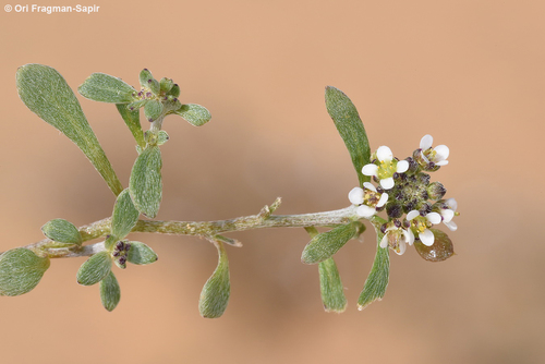 Lobularia arabica