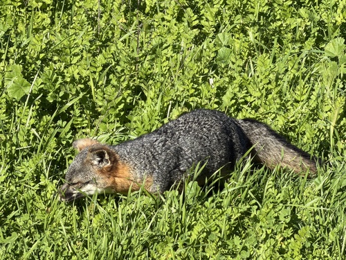 Santa Cruz Island Fox observed by aesballard