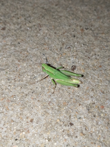 Dichromorpha australis