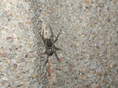 Paratrochosina amica
