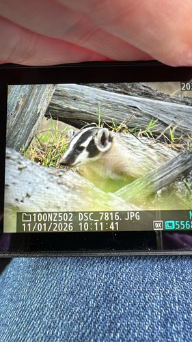 American Badger observed by gardengirl522