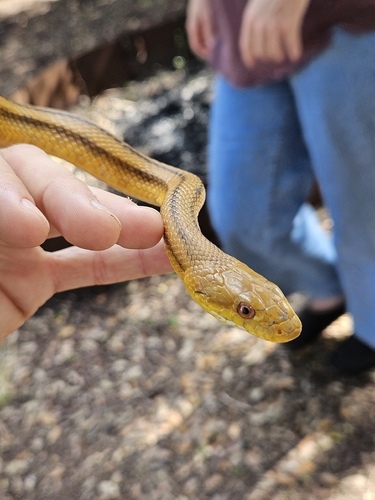 Eastern Ratsnake observed by onlybugs