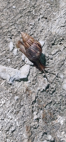Lissachatina fulica