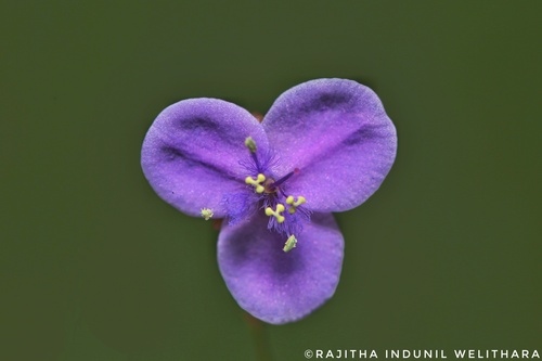 Murdannia spirata
