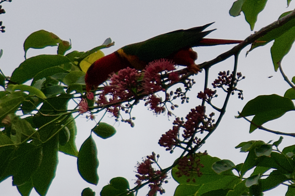 Duchess Lorikeet (Vini margarethae) photo
