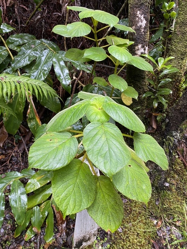 Cyrtandra platyphylla A.Gray