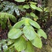 Cyrtandra platyphylla - Photo (c) peter_r, todos los derechos reservados, subido por peter_r
