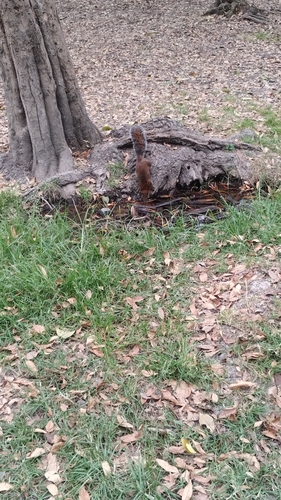 Ardilla vientre rojo observed by leonardoberges