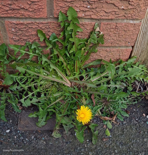 bulbous-lobed dandelion (Taraxacum diastematicum)