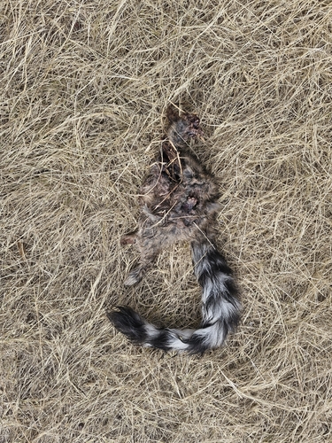 Cacomixtle norteño observed by alan_palacios