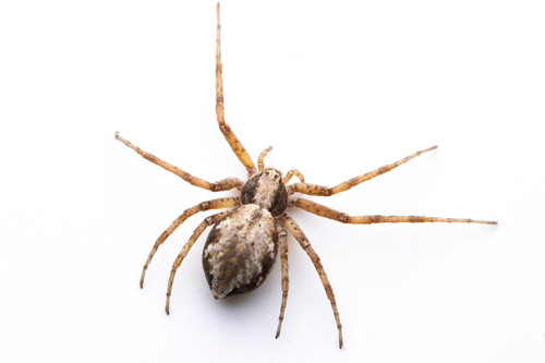 Philodromus aureolus