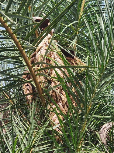 Raphia sudanica