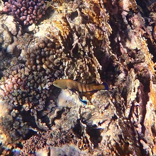 Peacock Grouper — seen at this dive site