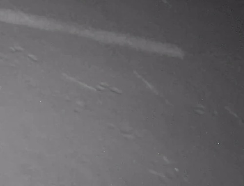 Snowshoe Hare observed by stphip