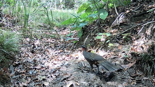 Rusty-margined Guan