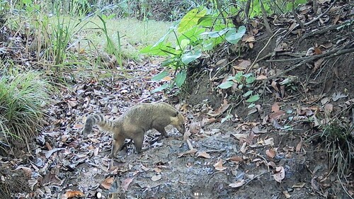 South American Coati