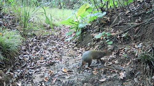Azara's Agouti