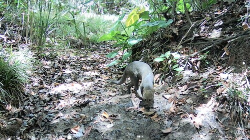 Jaguarundi