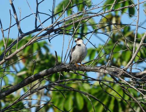 Pearl Kite
