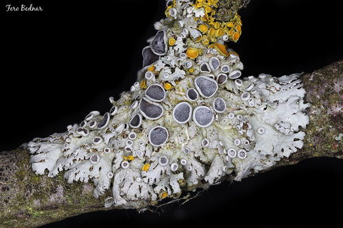 Physcia stellaris