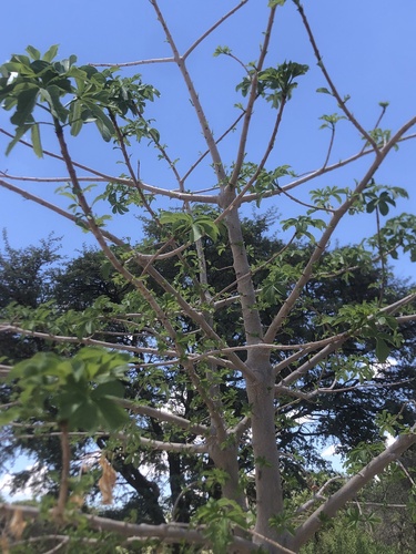 African baobab