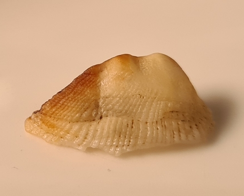 Tetrarca tetragona