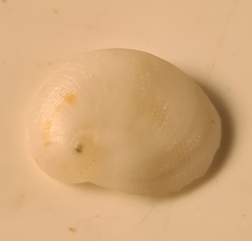 Sinum bifasciatum