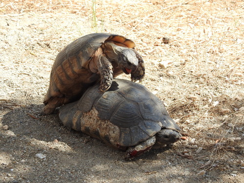 Mediterranean Tortoises (Genus Testudo) · iNaturalist
