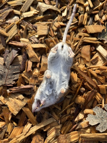 iNaturalist observation photo of North American Deer Mice