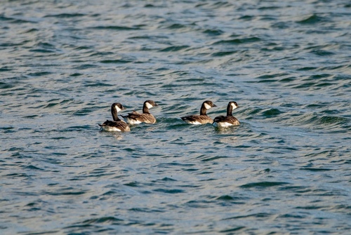 iNaturalist observation 2018-11-25