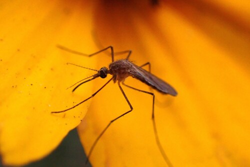 Unknown species found near Travis County, US-TX, US