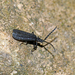 Xylobanus insignipennis - Photo (c) Simon Grove, all rights reserved, uploaded by Simon Grove