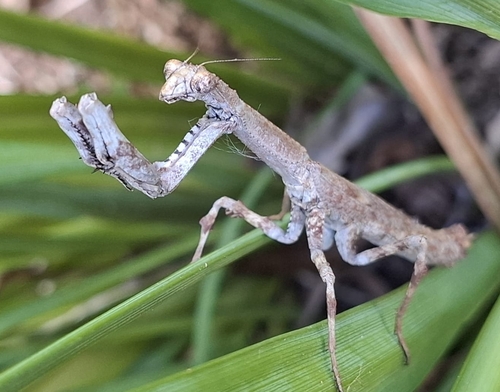 African Stick Mantis