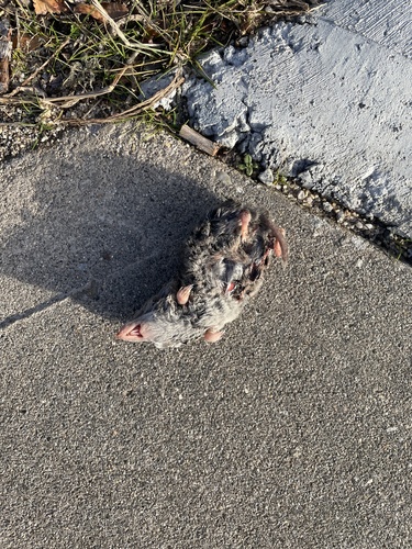 Northern Short-tailed Shrew observed by josiahriskin