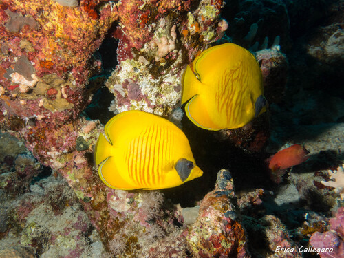 Masked Butterflyfish — seen at this dive site
