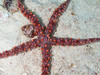 Spiny Sea Star - Photo (c) msilver2, all rights reserved