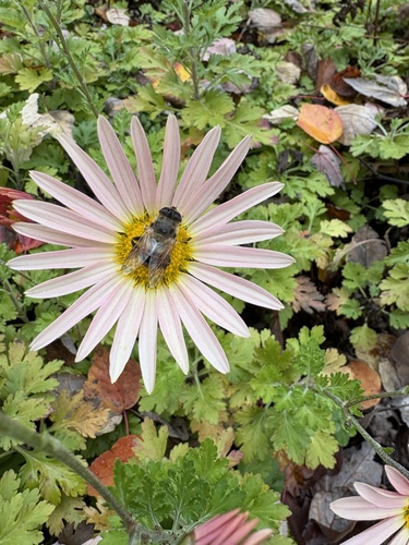 Unknown species found near Bragg Hill Rd, Norwich, VT, US