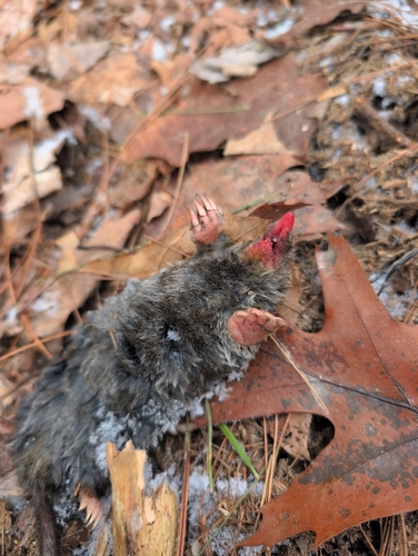 Hairy-tailed Mole observed by kjablonski