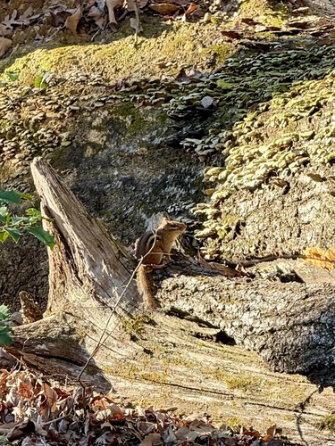 Eastern Chipmunk observed by coti