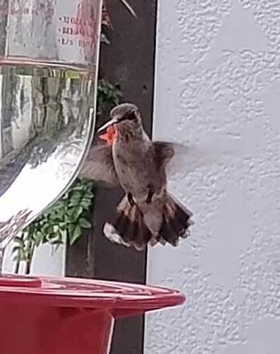 Black-chinned Hummingbird observed by april