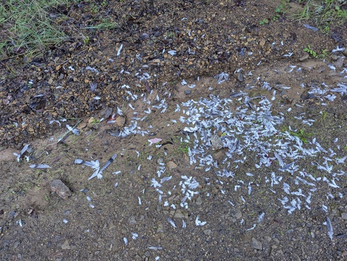 Band-tailed Pigeon observed by patp1