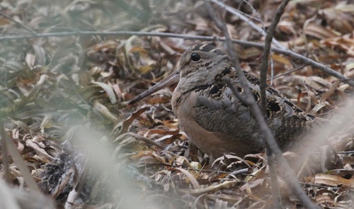 American Woodcock observed by andrewmorgill